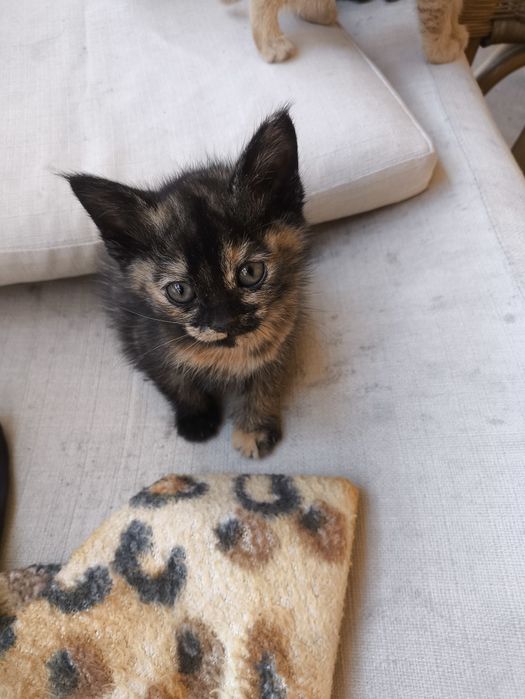 Котята и кошка  добрые руки