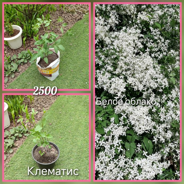 Клематис Белое облако