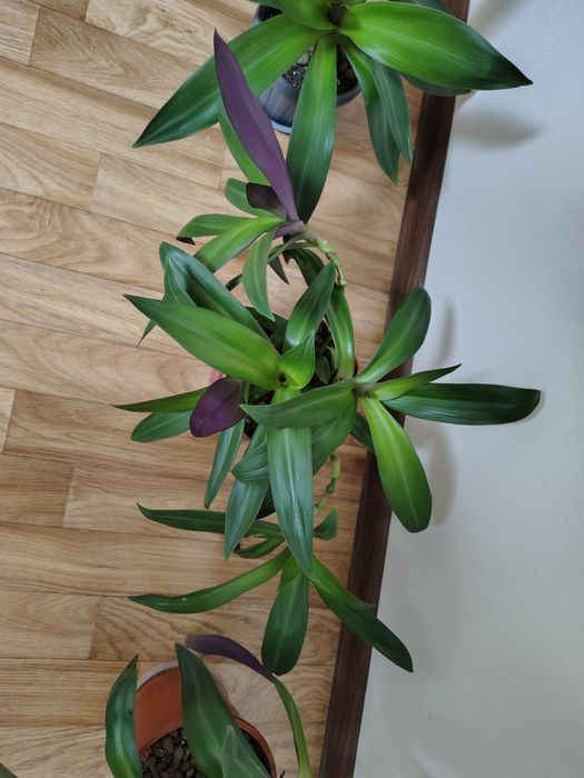 Традесканция Рео