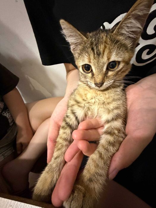 котенок отдам в хорошие руки