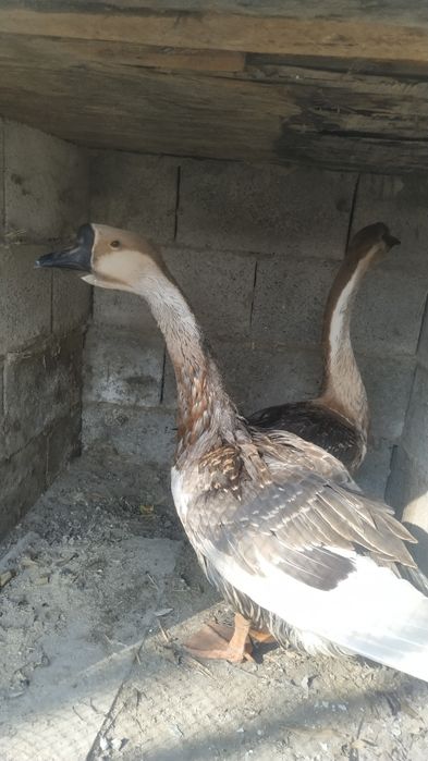 Goz Гозлар сотилади