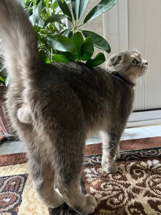 Shotland Mushugi toza qon