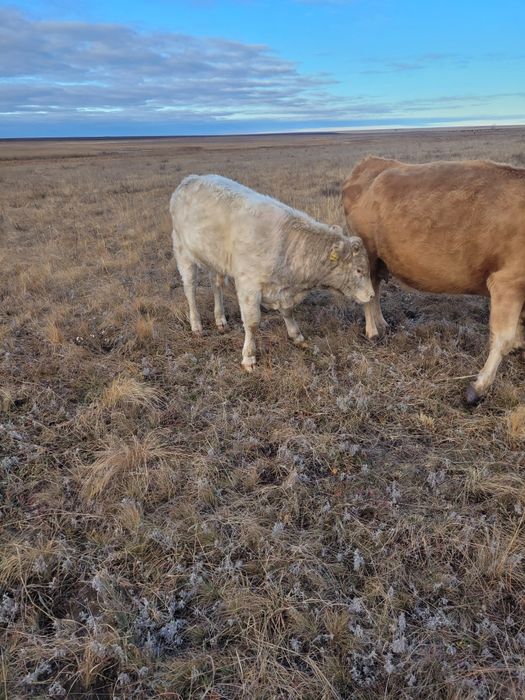 Продам подсосных быков