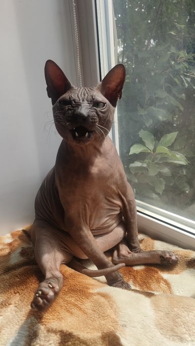 Вязка мальчик сфинкс