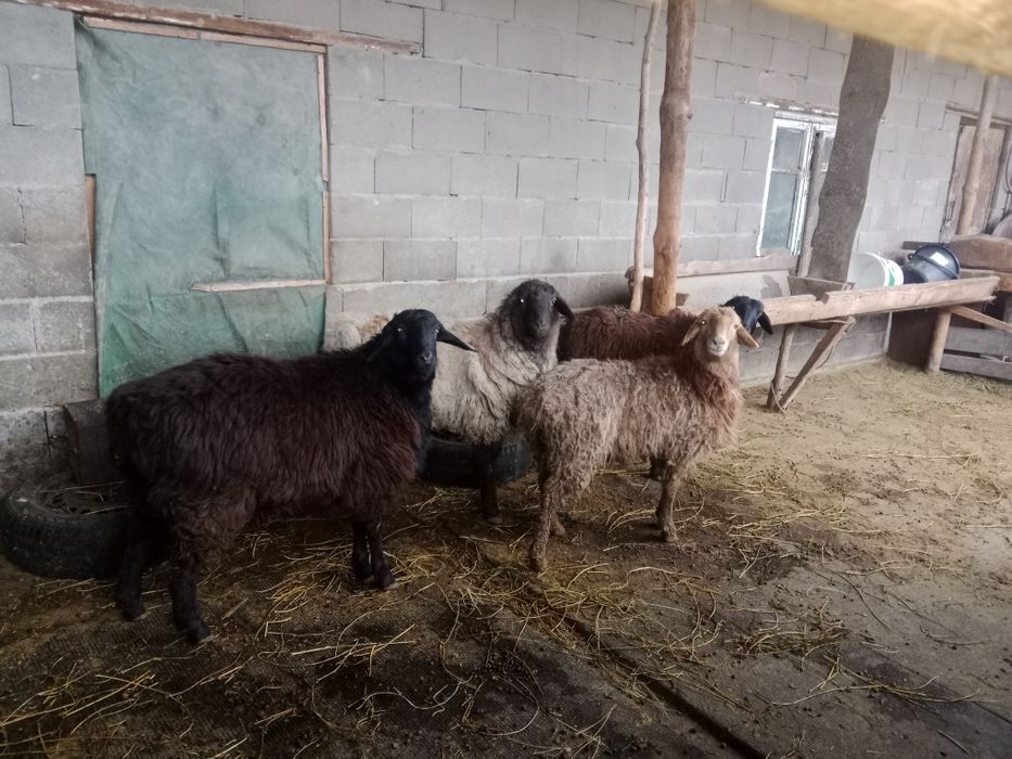 Продам баран толстых