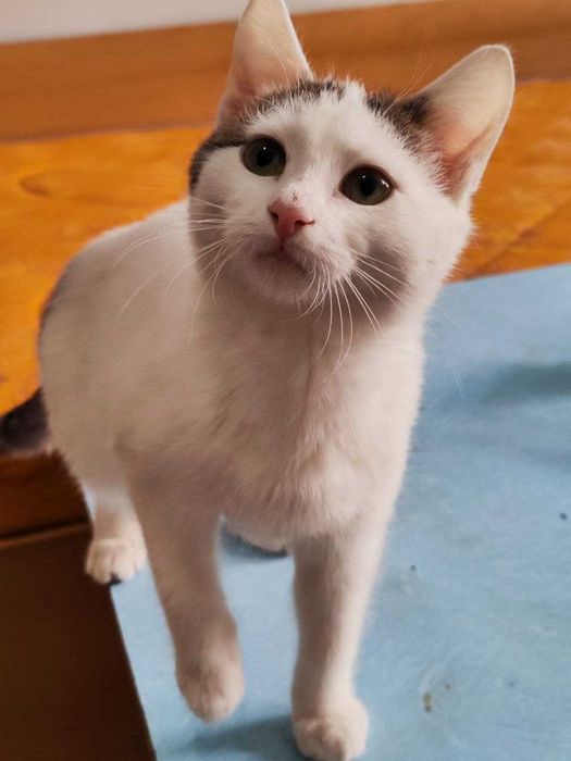 Котик Бобрик ищет дом