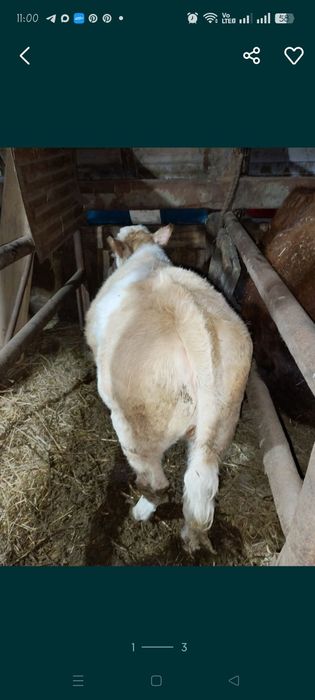 Продам телку симентала