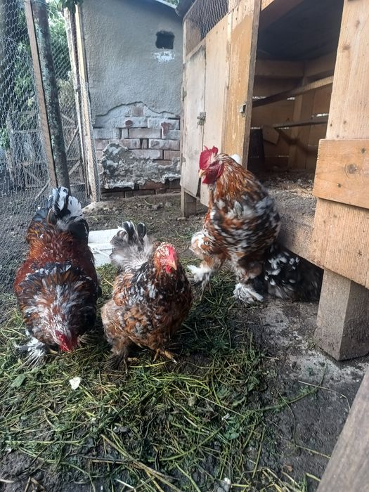 Cocoși brahma porțelan de vanzare
