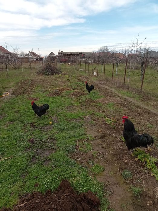 Vând cocoși austrolorp, Livada de Bihor?