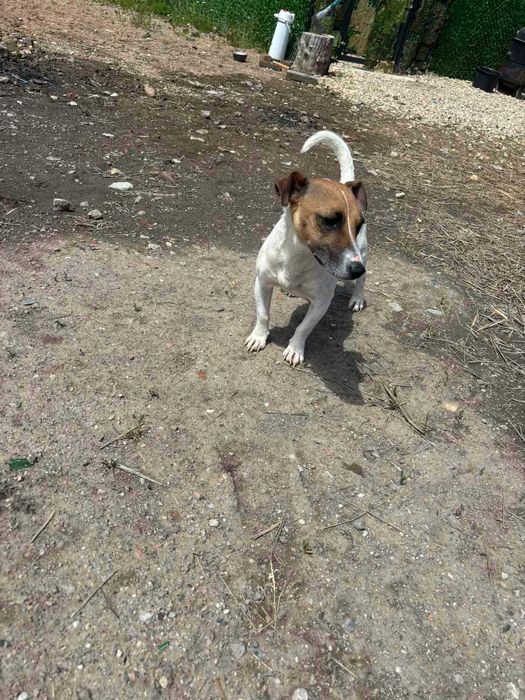 Хотел за кучета Хачико