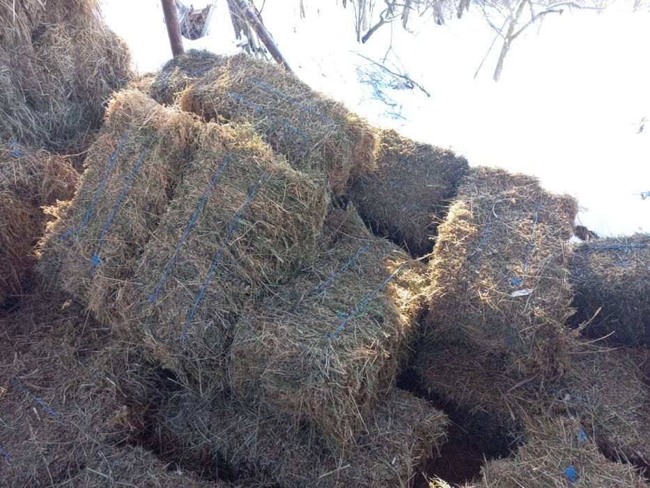 Vând baloti de lucerna