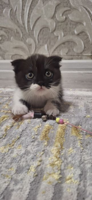 Продаётся котенок