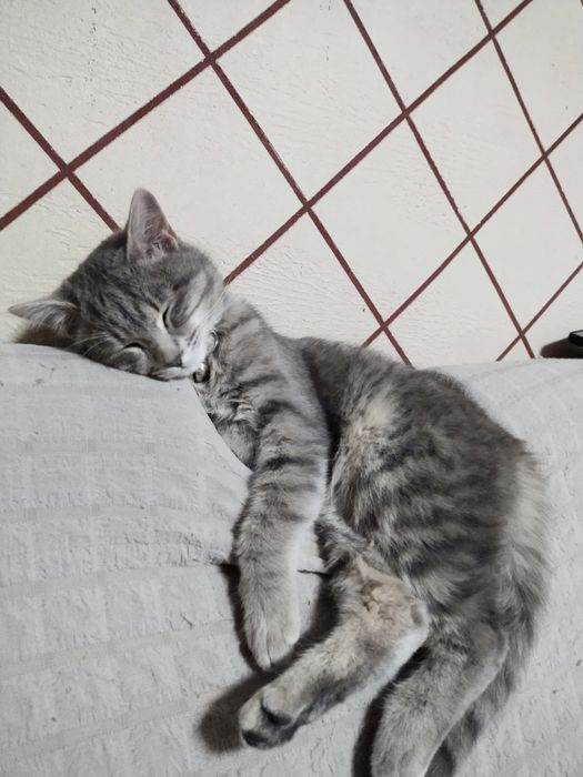 Britaniskiy mushuk 1 yarim yosh