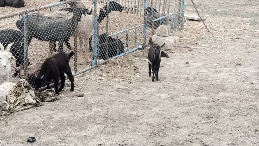 Ешкі сатылады,бағасы келісім бойынша