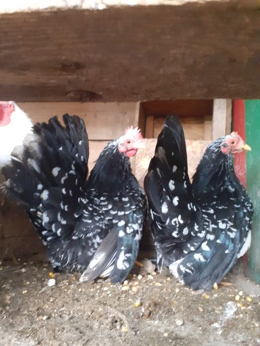 Vând chabo gaini pitice