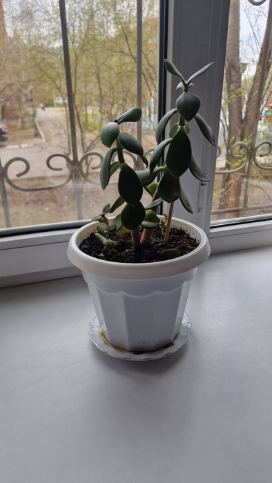 Продам комнатные цветы АЛОЭ