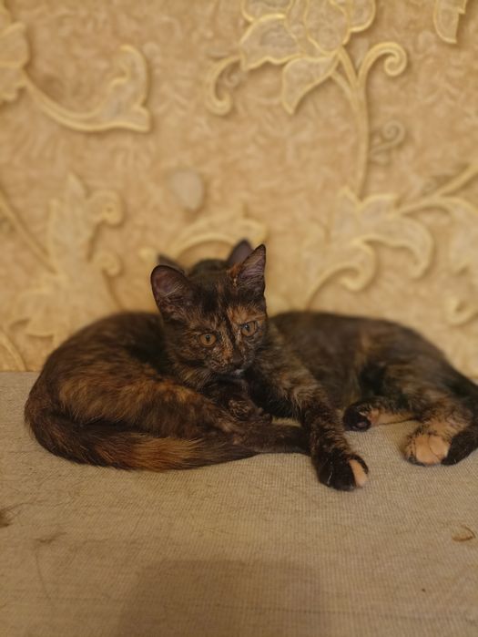 Отдам котят в добрые руки