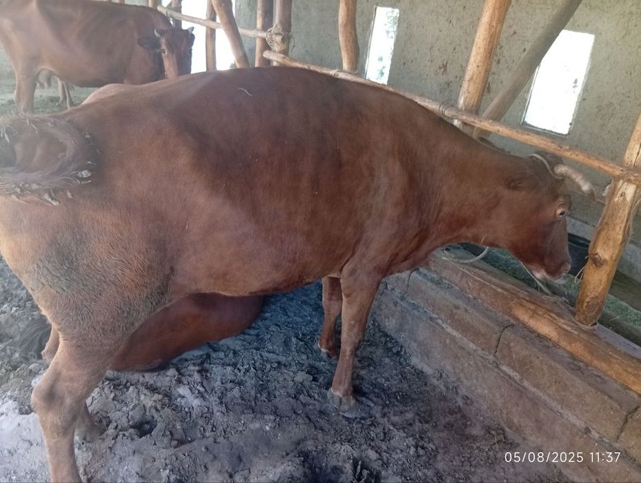 4 ta Boqilgan mol sotiladi