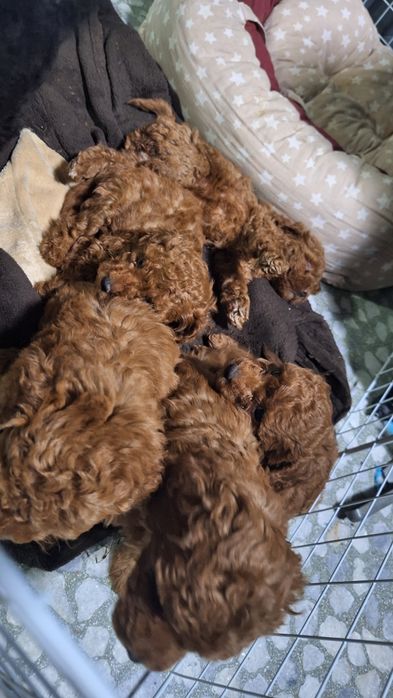 Мини пуделчета /момчета и момичета