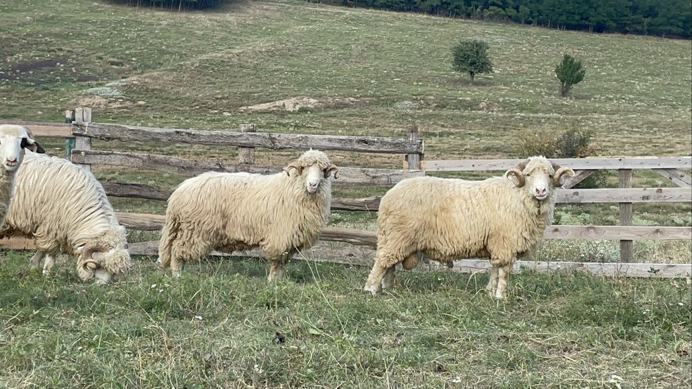 Disponibili doi berbeci Băli