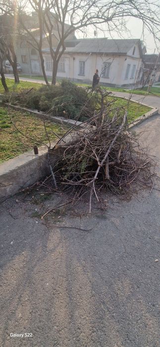 Утин Шох текинга олинг