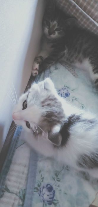 Отдам котeнка мальчик