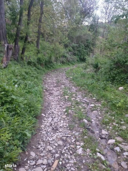 Teren intravilan | Provița de Sus | Breaza | PRAHOVA