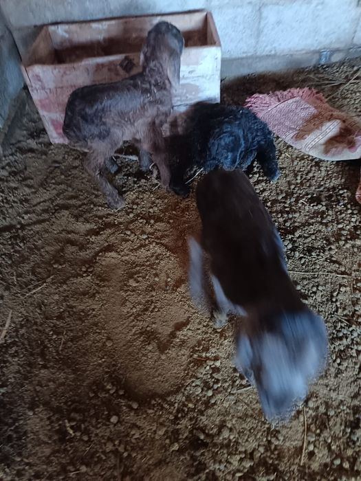 Қозы кепілдікпен