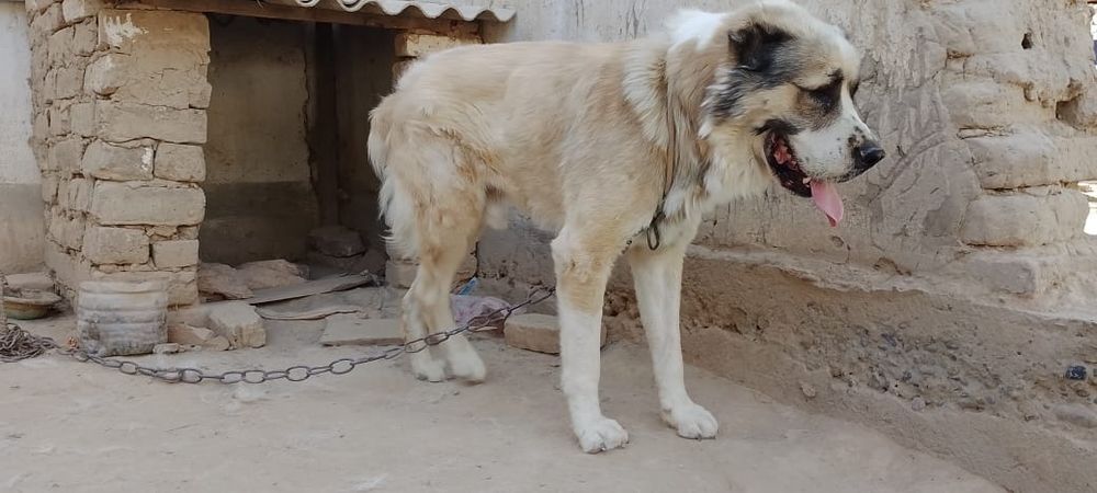 Собака алабай чистый пародия