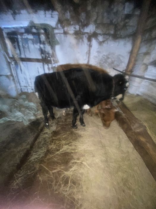 Теленок Телочка 1 год