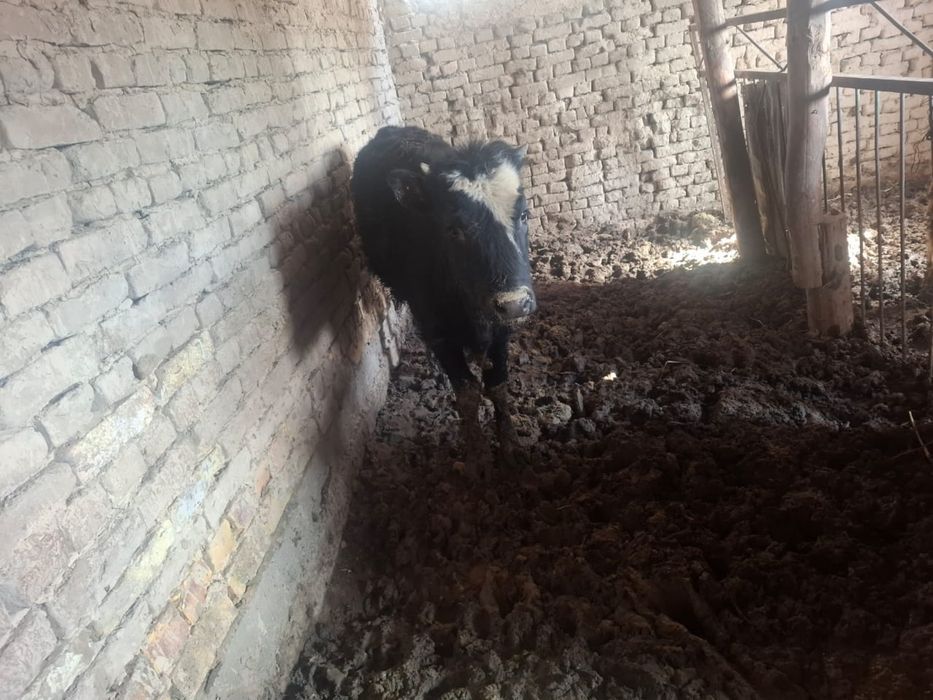 Екі ұрғашы баспақ