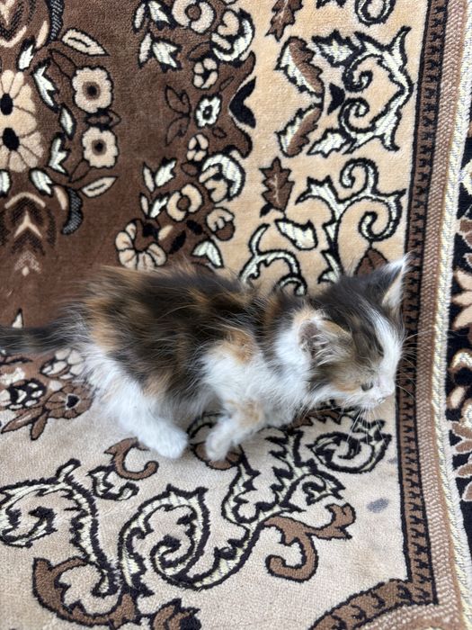 Маленький котенок