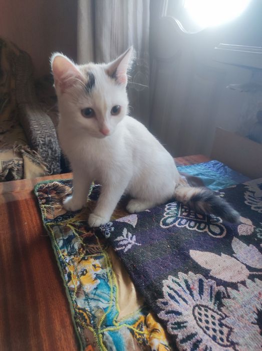Котёнок девочка 4месяца