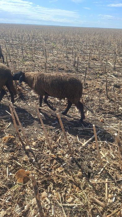 Oi Mame Carabas Cap-Negru Teleorman