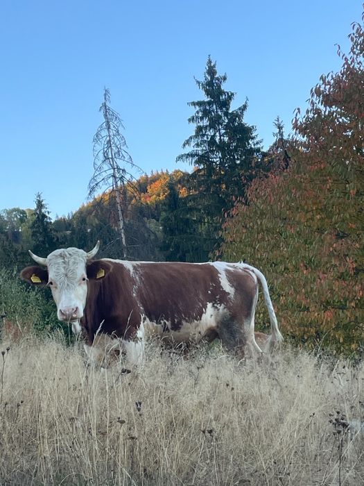 Vând taur de 2 ani