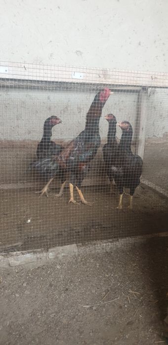 Kulangi tovuqlar sotiladi 3 ta