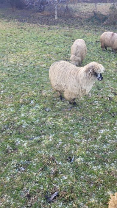 Vând trei oi mai multe detalii la telfon