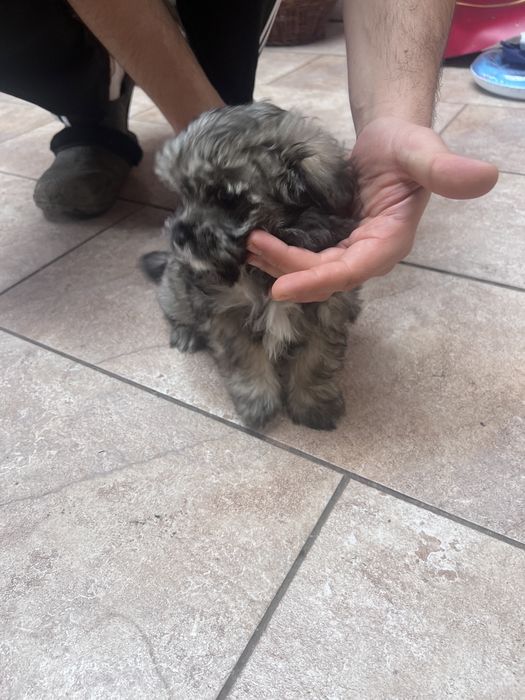 Donez metis de bichon maltez si yorkshire