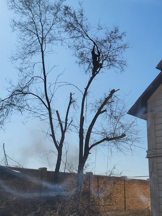 Спил распил дерево обрезка плодовых деревьев