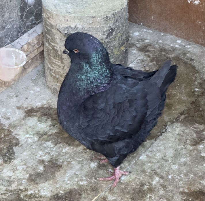 Porumbei King de calitate!