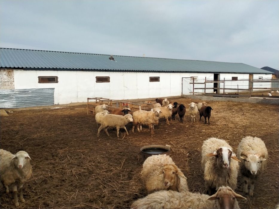 Продам баранов кой сатылады