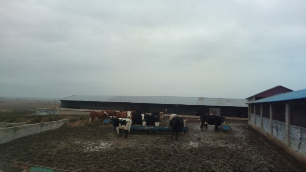 Срочно продам коровы от 500000