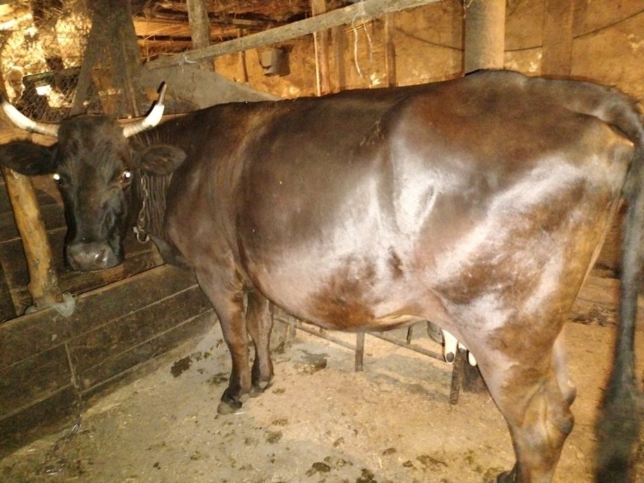Продам дойных коров