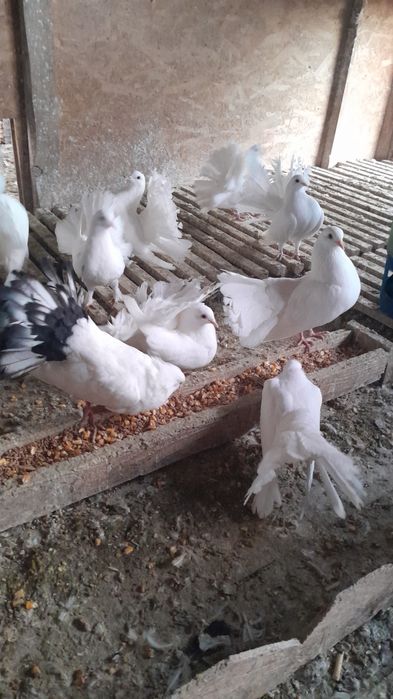 Porumbei curcanari albi