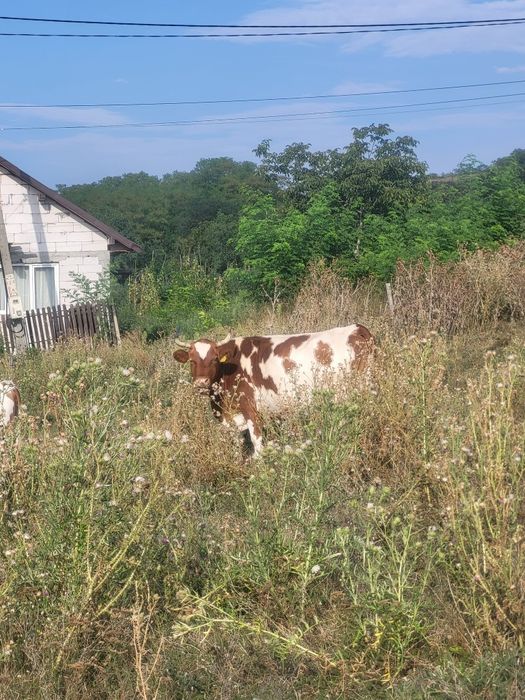 Vând vaca gestanta