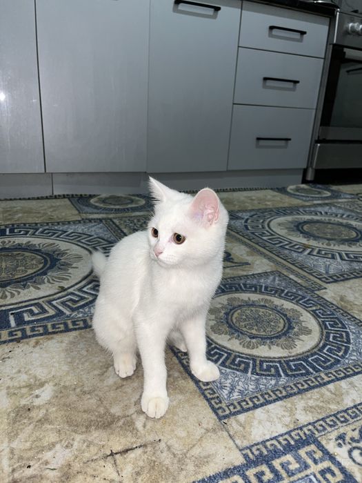 Mushuk oq rang ( кошка )