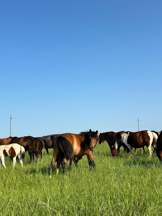 Продам 6 ухоженных кобыл!