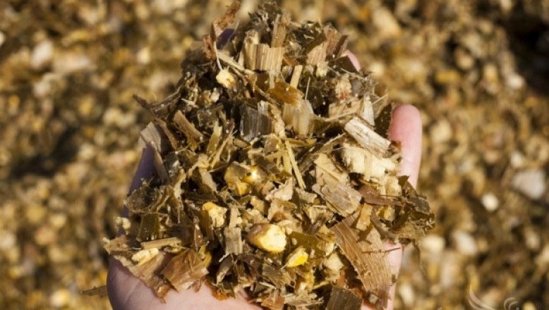 Царевичен силаж!