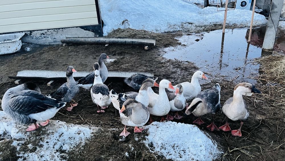 Үй қазы сатылады  Продается домашный гуси