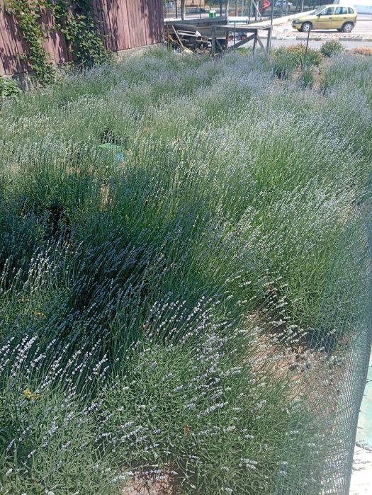 Tufe de lavandă Sevtopolis angustifolium anul 5